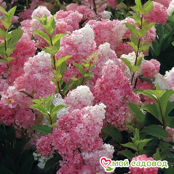 Гортензия метельчатая Ванила Фрайз